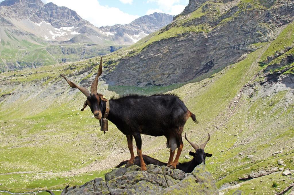 Le Relais Des Vaudois Otel Freissinieres Dış mekan fotoğraf